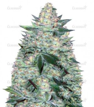 sort_Auto_White_Widow.jpg