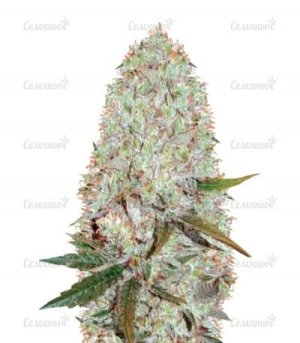 sort_Auto_Amnesia_Haze.jpg sort_Auto_Amnesia_Haze.jpg