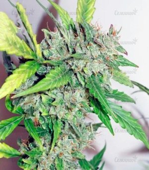 CBD_Auto_Compassion_Lime.jpg CBD_Auto_Compassion_Lime.jpg