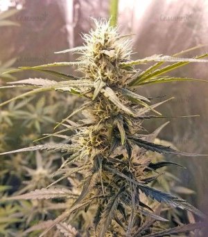 Auto_Chocolate_Skunk.jpg