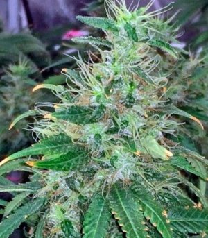 00_Kush_marihuana.jpg