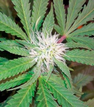 Chocolate_Kush.jpg
