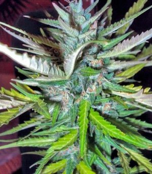 Auto_Afghan_Mass.jpg