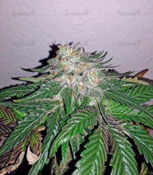 Caramel_Kush.jpg
