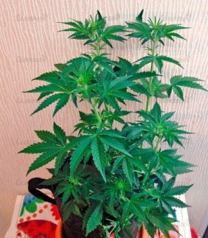 Auto_California_Kush.jpg Auto_California_Kush.jpg