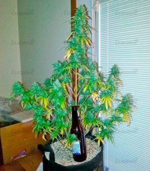 Chocolate_Skunk.jpg