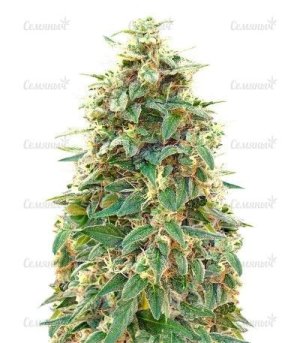 sort_Auto_00_Hashchis.jpg sort_Auto_00_Hashchis.jpg
