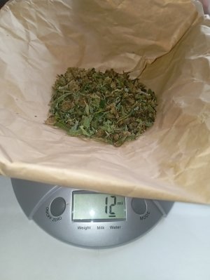 95 дн трим.jpg
