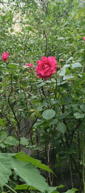 IMG_20250530_161726_371.jpg