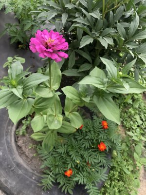 IMG_3920.jpeg