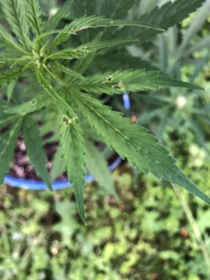 IMG_3986.jpeg