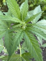 IMG_0155.jpeg