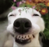 96cd7e329caf7040d9f6ddfea710ebcd.gif 96cd7e329caf7040d9f6ddfea710ebcd.gif