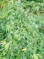IMG_20250922_065106_629.jpg