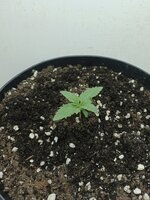 IMG_20250926_184618_084.jpg