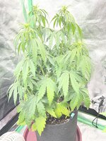 IMG_2348.jpeg