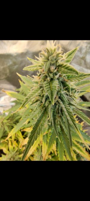 IMG_20220519_202701_632.jpg