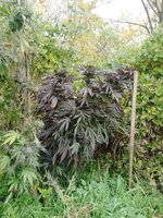 IMG_20251024_111658_267.jpg