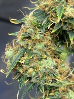 IMG_3170.jpeg