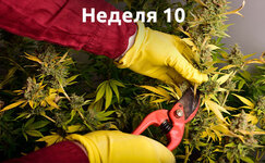 week-10__IA49gRAb0hm6DbGo.jpg week-10__IA49gRAb0hm6DbGo.jpg