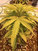 IMG_3242.jpeg