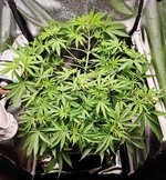 Day 38 (9.12).jpg Day 38 (9.12).jpg
