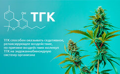 TGK-takzhe-okazyvaet-sedativnoe-vozdejstvie__lGVeT64K4ko3BCWQ.jpg TGK-takzhe-okazyvaet-sedativnoe-vozdejstvie__lGVeT64K4ko3BCWQ.jpg