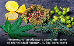 Obrashchajte-vnimanie-na-terpenovyj-profil__JrRprrVmd4XqsBgF.jpg Obrashchajte-vnimanie-na-terpenovyj-profil__JrRprrVmd4XqsBgF.jpg