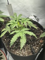 IMG_5182.jpeg