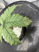 IMG_9985.jpeg