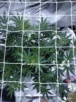 IMG_20260204_182951.jpg