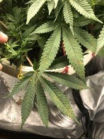 IMG_2815.jpeg