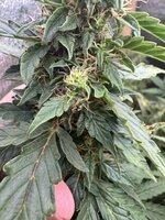 IMG_4077.jpeg