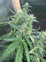 IMG_4078.jpeg