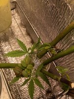 IMG_3606.jpeg