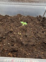 IMG_1234.jpeg