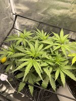 IMG_4104.jpeg
