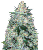 1775916502054.png