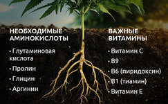 Aminokisloty-i-vitaminy-dlya-konopli__s7kDBsCXHWviA8f1.jpg Aminokisloty-i-vitaminy-dlya-konopli__s7kDBsCXHWviA8f1.jpg
