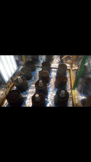 Screenshot_2022-06-14-04-36-16.png