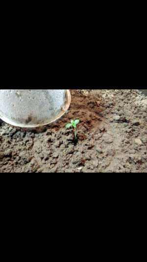 Screenshot_2022-06-16-21-59-35.png