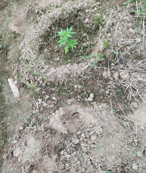 IMG_20220619_164712.jpg