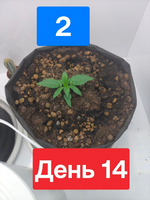 1780345229370.png