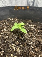IMG_3196.jpeg
