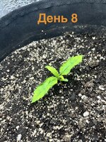 IMG_3195.jpeg