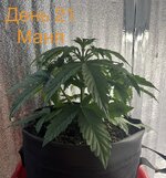IMG_3247.jpeg