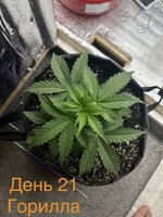 IMG_3245.jpeg