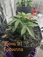 IMG_3243.jpeg
