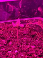 IMG_1880.jpeg