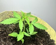 IMG_2135.jpeg